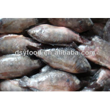 Frozen black Tilapia fish